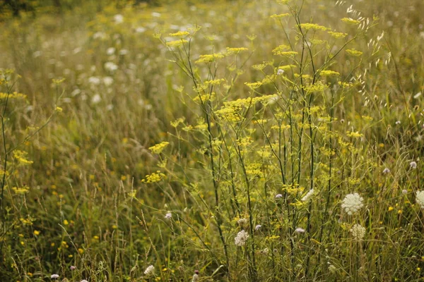 Sommerliche Vegetation Auf Dem Land — Stockfoto