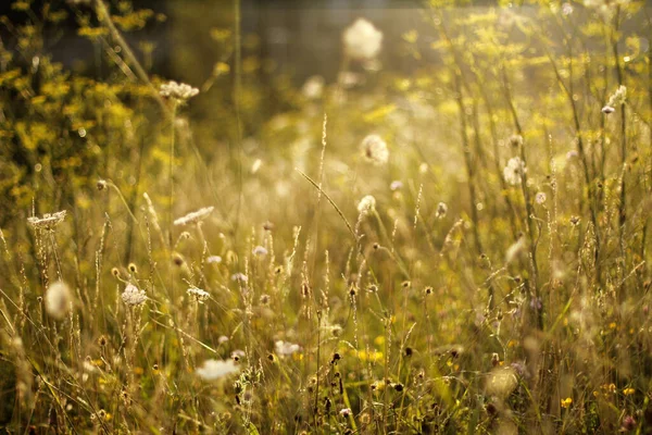 Zomer Vegetatie Het Platteland — Stockfoto