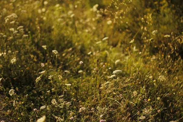 Sommerliche Vegetation Auf Dem Land — Stockfoto