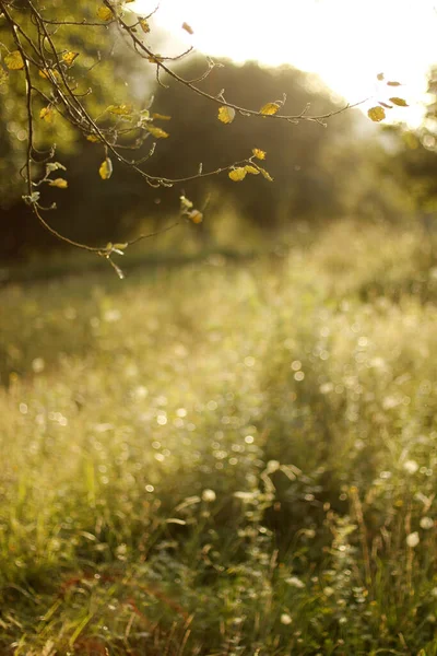 Zomer Vegetatie Het Platteland — Stockfoto