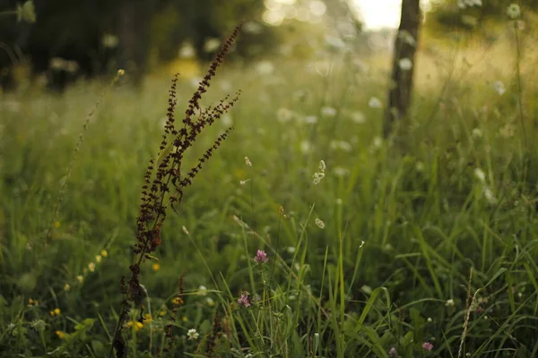 Sommerliche Vegetation Auf Dem Land — Stockfoto