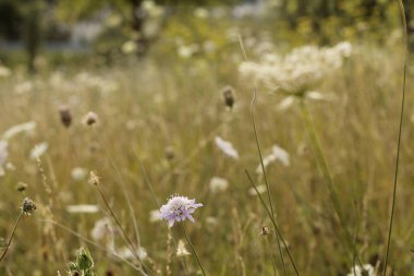 Kırsalda yaz bitkileri