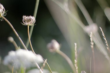 Kırsalda yaz bitkileri