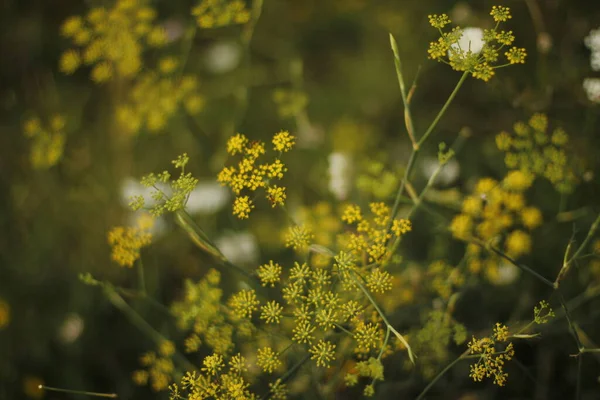 乡村夏季植被 — 图库照片