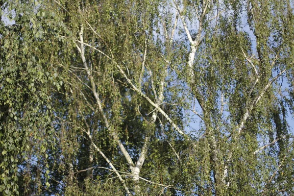 Sommerliche Vegetation Auf Dem Land — Stockfoto