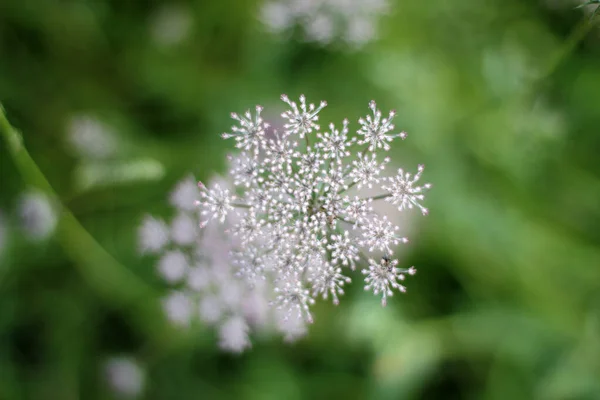 Zomer Vegetatie Het Platteland — Stockfoto