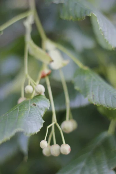 Vegetación Verano Campo — Foto de Stock