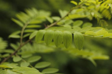 Bir şehir parkında bitki örtüsü