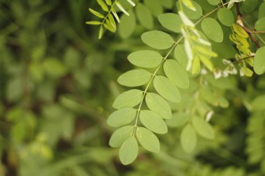 Bir şehir parkında bitki örtüsü