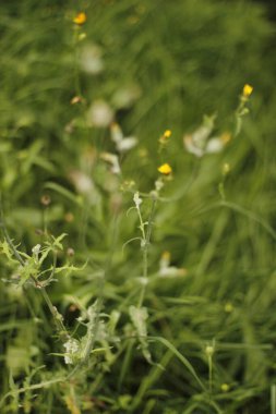 Bir şehir parkında bitki örtüsü