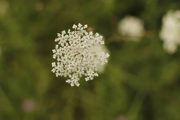 Vegetace Městském Parku — Stock fotografie