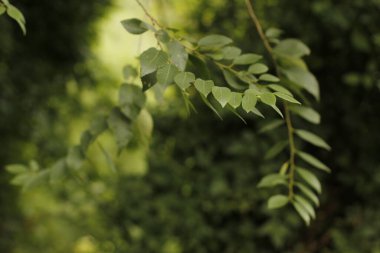 Bir şehir parkında bitki örtüsü