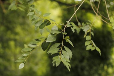 Bir şehir parkında bitki örtüsü