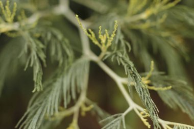 Bir şehir parkında bitki örtüsü