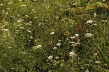 Bir şehir parkında bitki örtüsü