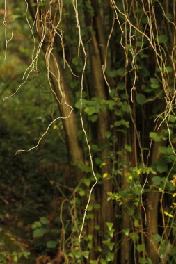 Bir şehir parkında bitki örtüsü