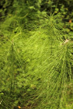 Bir şehir parkında bitki örtüsü