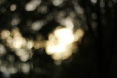 Bir şehir parkında bitki örtüsü