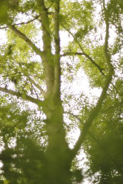 Bir şehir parkında bitki örtüsü