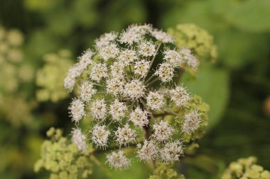 Bir şehir parkında bitki örtüsü