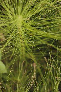 Bir şehir parkında bitki örtüsü