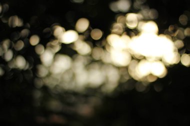 Bir şehir parkında bitki örtüsü