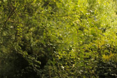 Bir şehir parkında bitki örtüsü