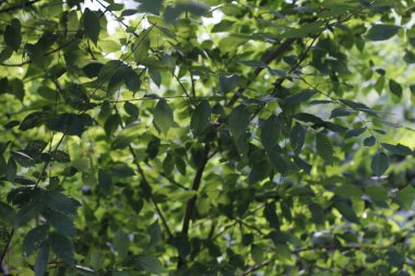 Bir şehir parkında bitki örtüsü