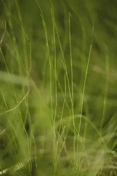 Vegetazione Parco Urbano — Foto Stock