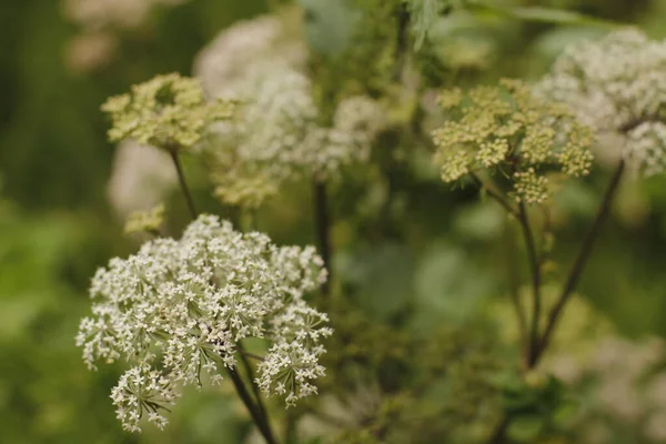 Vegetation Urban Park — Stock Photo, Image