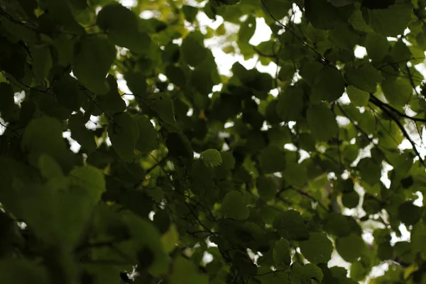 Vegetation Stadtpark — Stockfoto