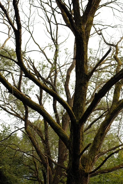 Vegetation Urban Park — Stock Photo, Image