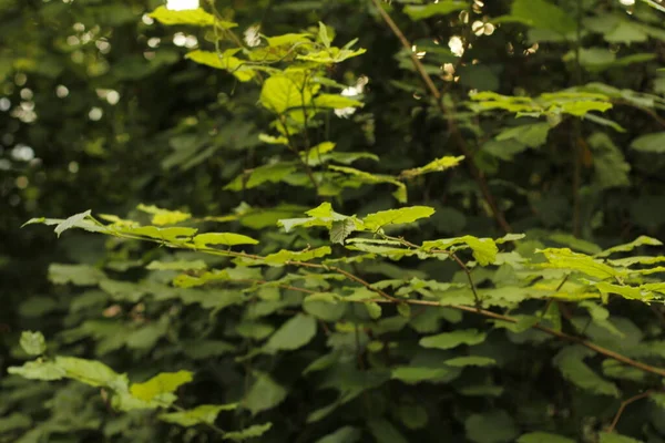 Végétation Dans Parc Urbain — Photo