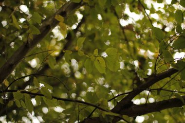 Şehir parkında sonbahar günü