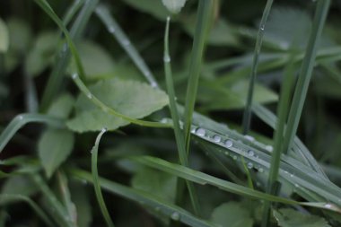 Şehir parkında sonbahar günü