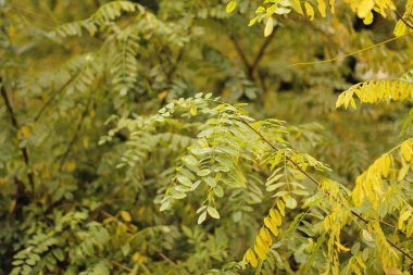 Şehir parkında sonbahar günü