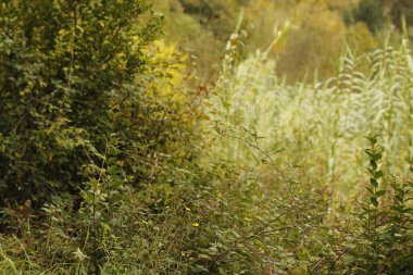 Şehir parkında sonbahar günü