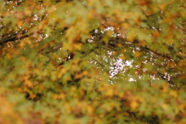 Şehir parkında sonbahar günü