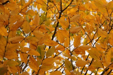 Şehir parkında sonbahar günü