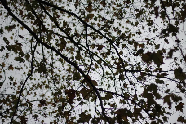 Autumn Day Urban Park — Stock Photo, Image