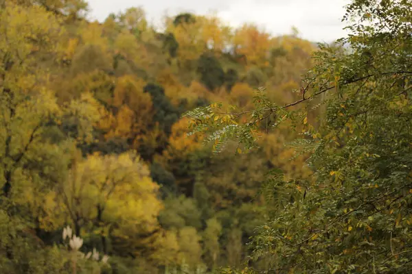 Herfstdag Een Stadspark — Stockfoto