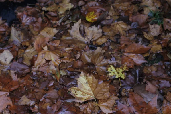 Autumn Day Urban Park — Stock Photo, Image