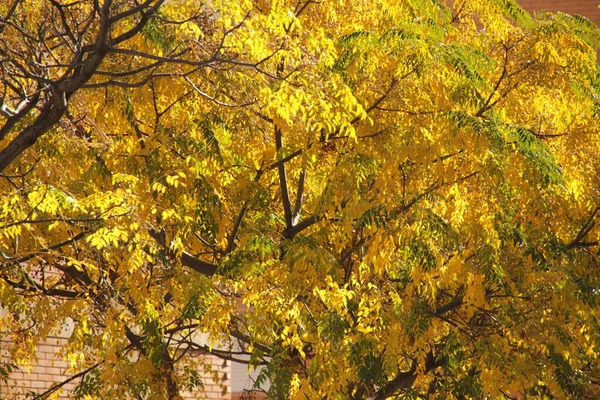 Giornata Autunnale Parco Urbano — Foto Stock