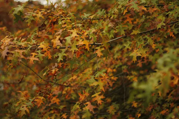 Jour Automne Dans Parc Urbain — Photo