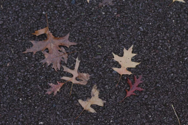 Herfstdag Een Stadspark — Stockfoto