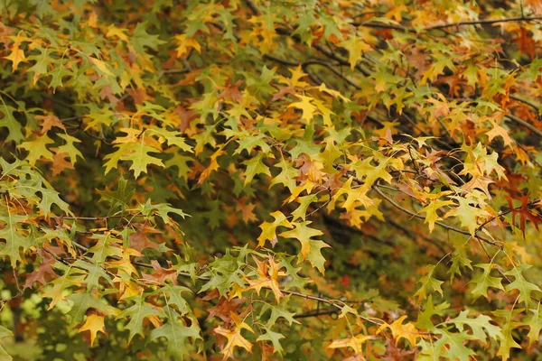市区公园的秋日 — 图库照片