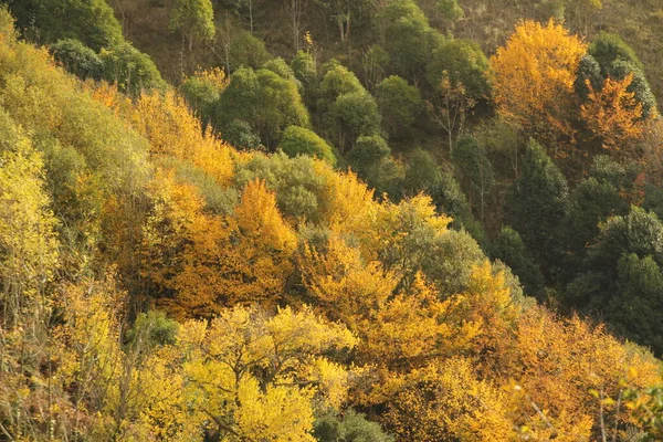 Herbsttag Stadtpark — Stockfoto