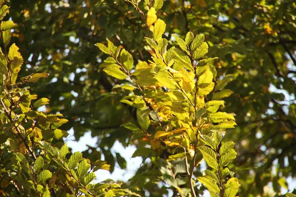 Giornata Autunnale Parco Urbano — Foto Stock