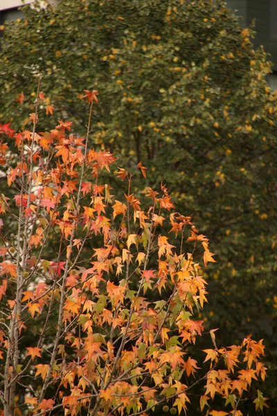 Giornata Autunnale Parco Urbano — Foto Stock