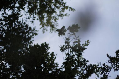 Kırsalda yaz bitkileri